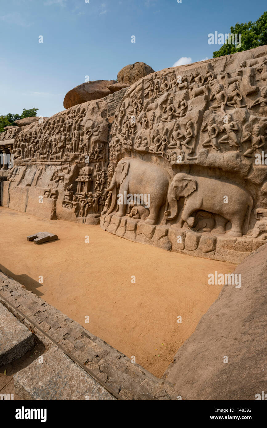 Vue verticale de l'spectacualr la pénitence d'Arjuna de Mahabalipuram, Inde. Banque D'Images