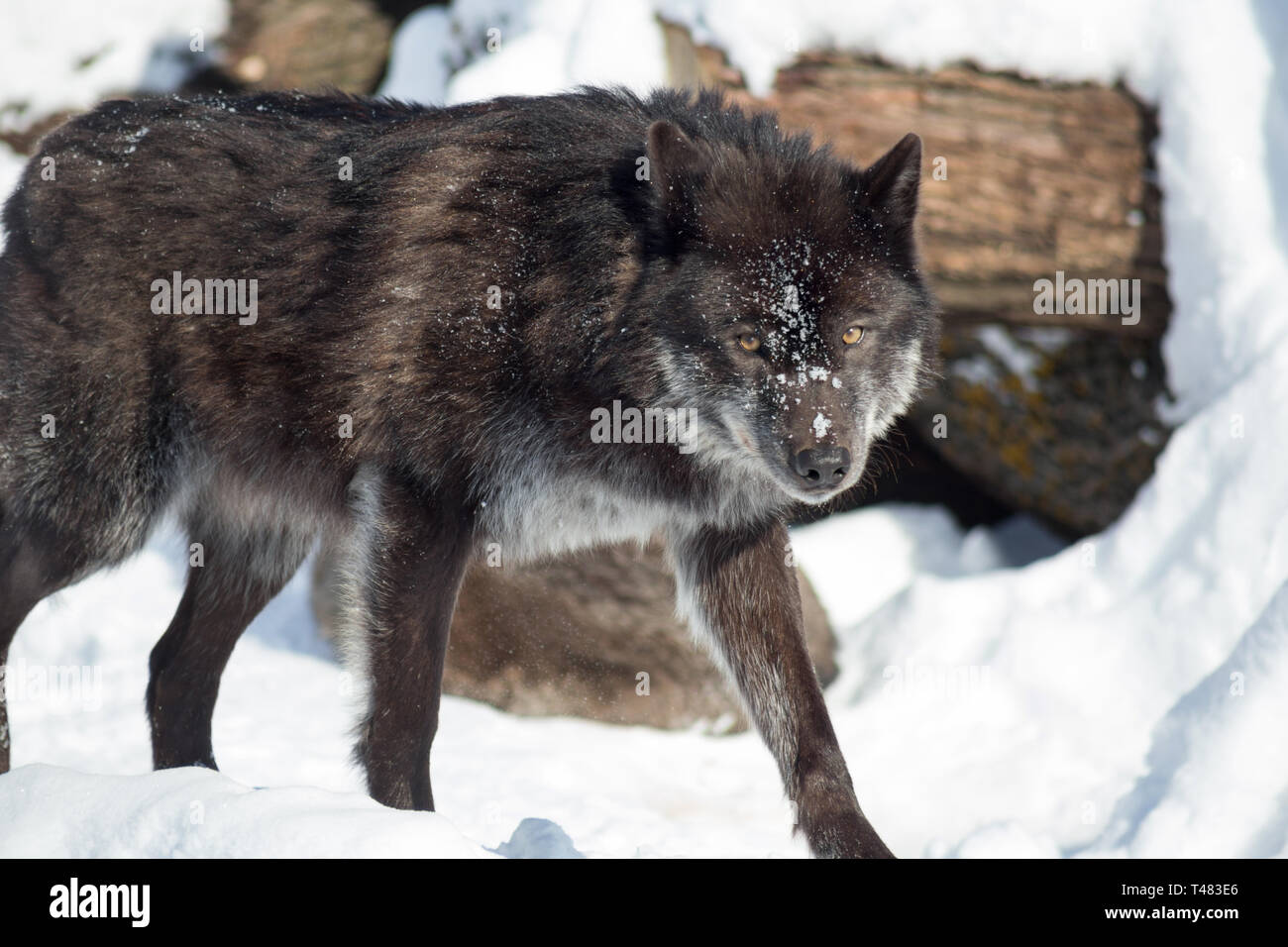 Loup noir du Canada est à la recherche de l'appareil photo. Canis lupus pambasileus. Les animaux de la faune. Banque D'Images