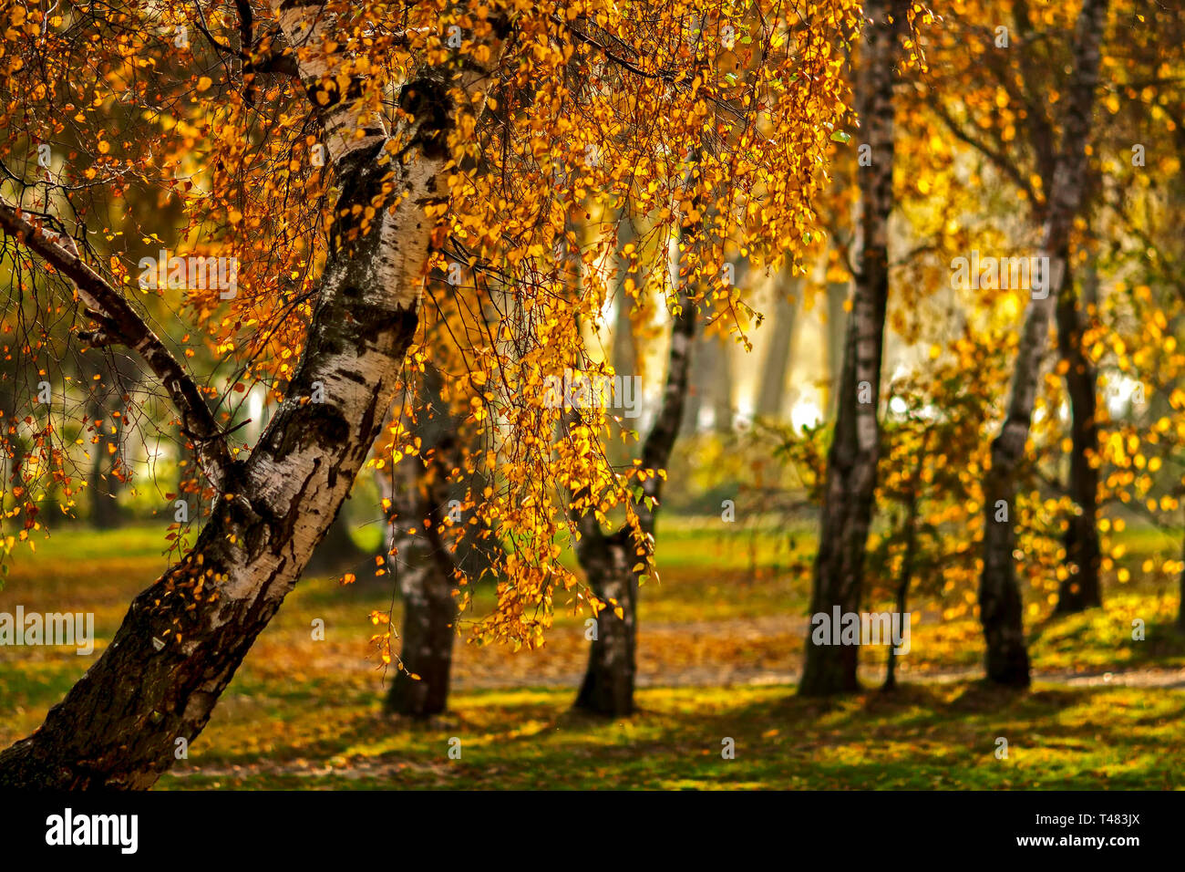 L'automne, les bouleaux en automne, feuillage jaune, parc Banque D'Images