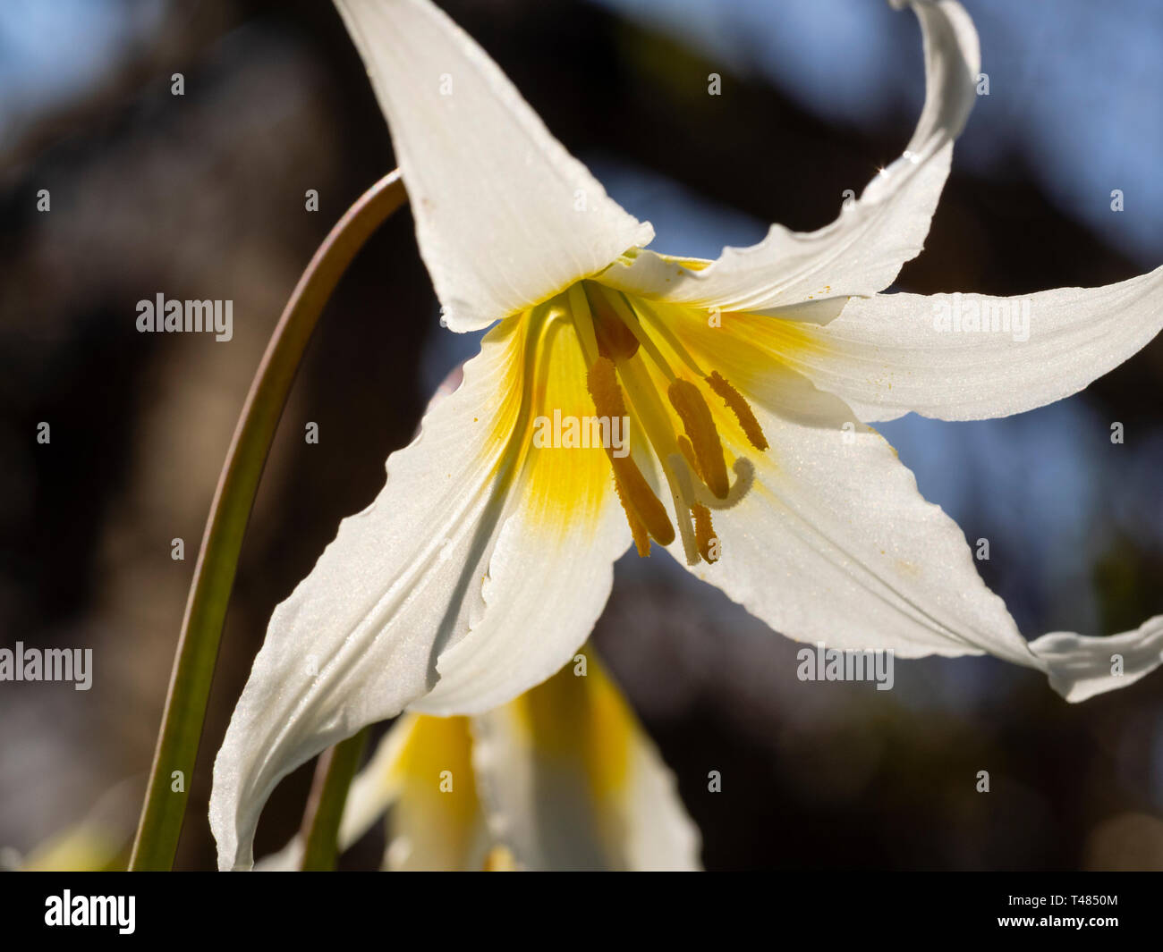 Passant au blanc jaune fleur du printemps, lampe bois hardy Erythronium 'Jeanette Brickell' Banque D'Images