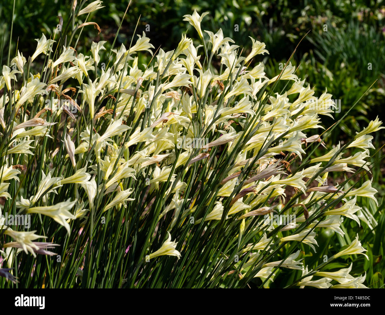 Fleurs crème trompettes de la moitié de l'Afrique du Sud, hardy corm, Gladiolus tristis, dans un milieu de l'affichage du printemps Banque D'Images