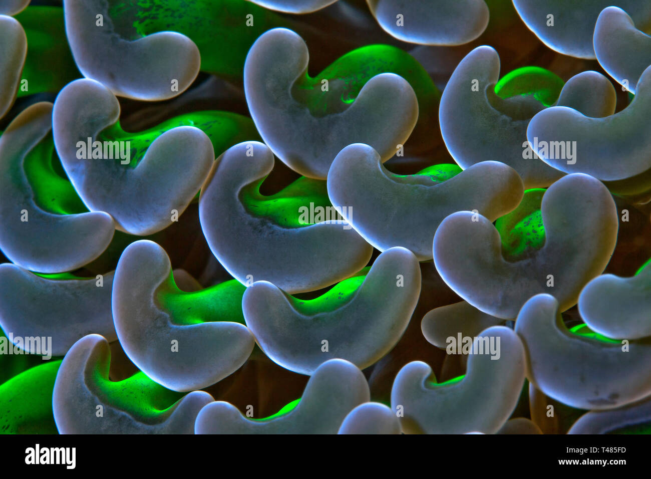 Close up image of hammer les polypes coralliens (Euphyllia ancora). Détroit de Lembeh (Indonésie). Banque D'Images