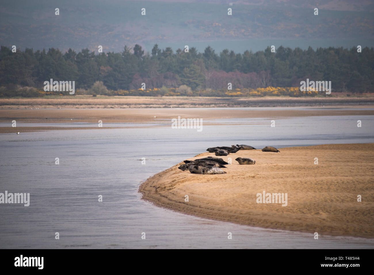 Les phoques communs reposant sur la barre de sable dans le Loch Fleet National Nature Reserve, Sutherland, Scotland, UK Banque D'Images