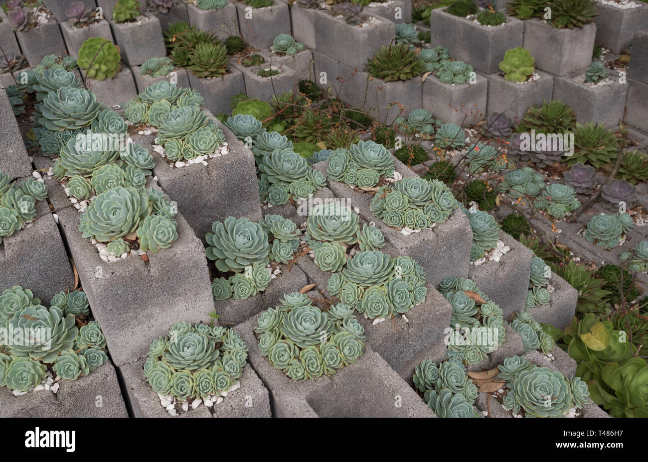 Jardin de cactus succulentes faites de blocs de cendre Banque D'Images