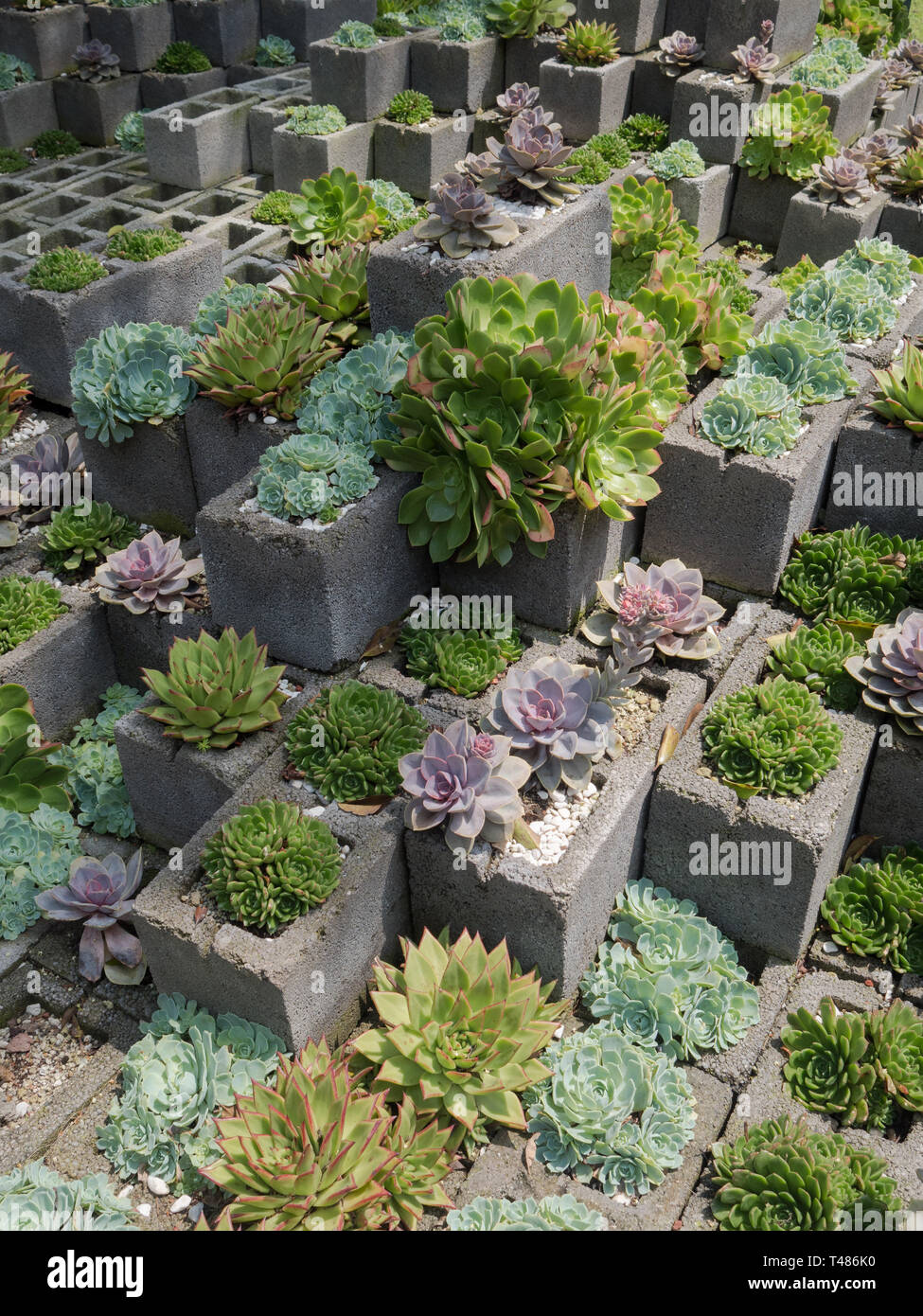 Jardin de cactus succulentes faites de blocs de cendre Banque D'Images