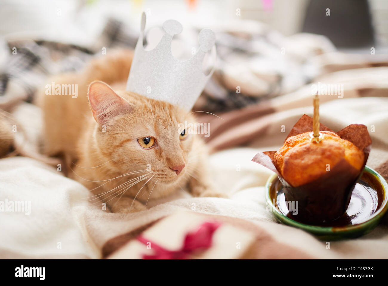 Anniversaire De Chat Banque D Image Et Photos Alamy Anniversaire De Chat Banque D Image Et Photos Alamy