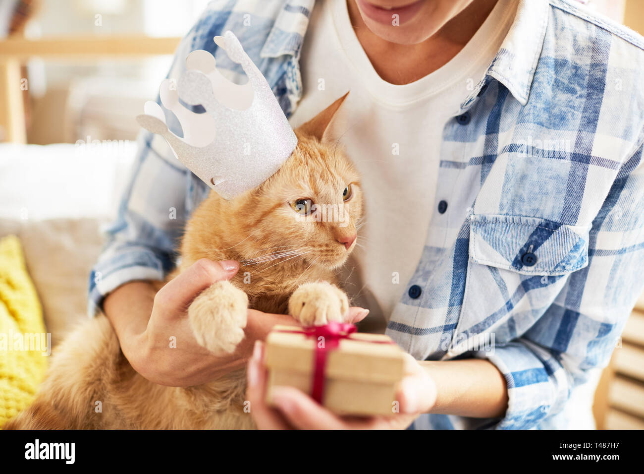 Présent pour chat Banque D'Images