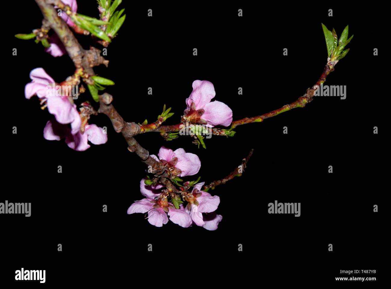 Branches de pêchers en fleurs, verger de pêchers de nuit Banque D'Images