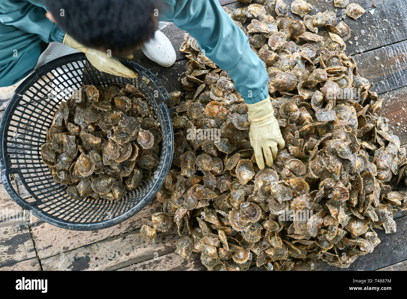 Processus de tri de mollusques sur Oyster Farm au Vietnam Banque D'Images