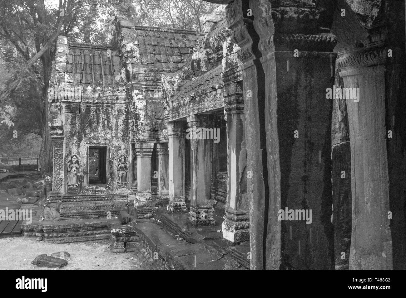 Ta Prohm Temple, Siem Reap, Cambodge. Banque D'Images
