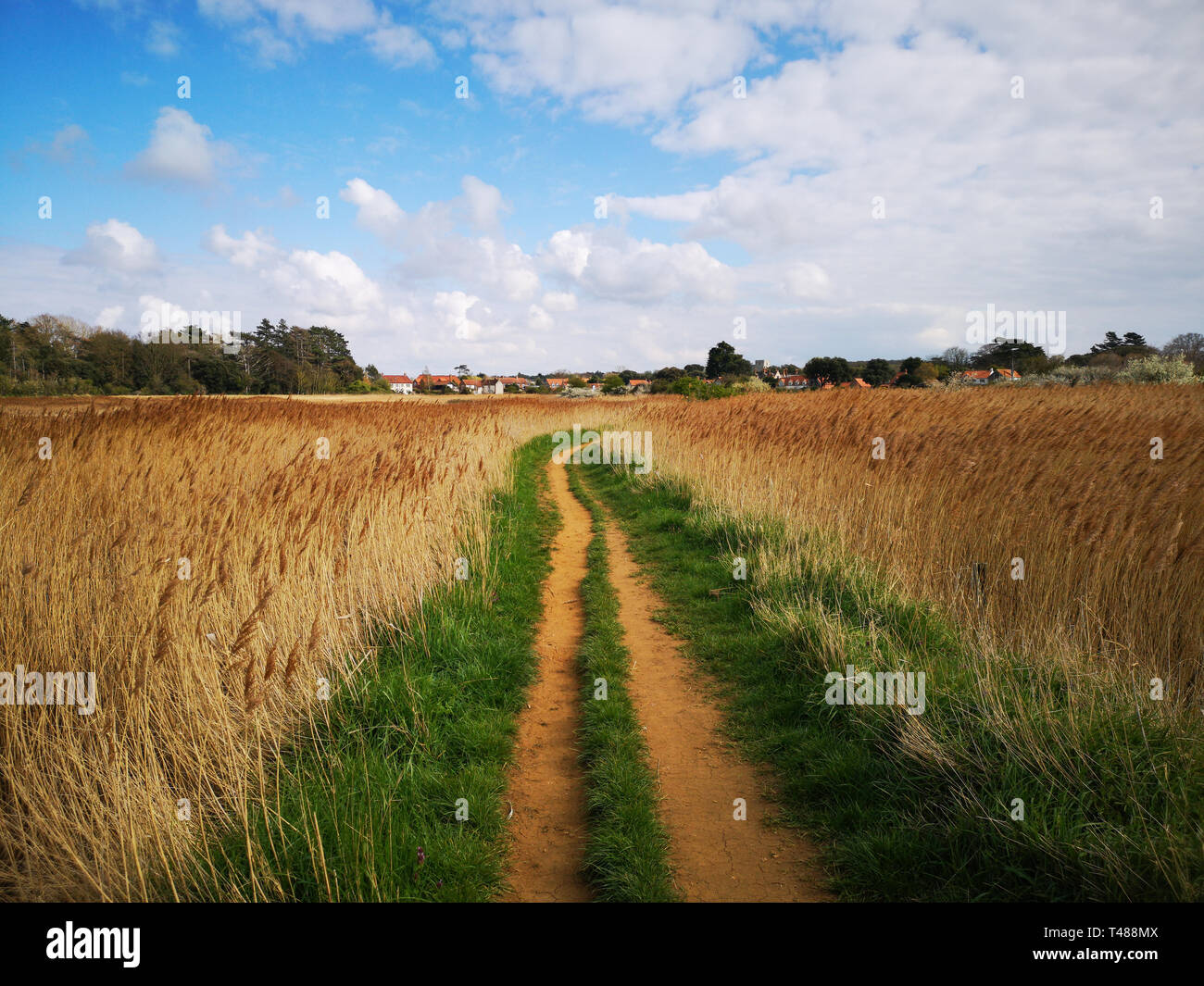 Un sentier à travers des roselières à Thornham sur la côte de Norfolk Banque D'Images Un sentier à travers des roselières à Thornham sur la côte de Norfolk Banque D'Images