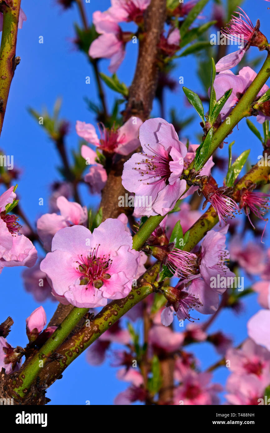 Peach Tree branches couvertes par des fleurs rose intense sur fond de ciel bleu, vue en gros Banque D'Images