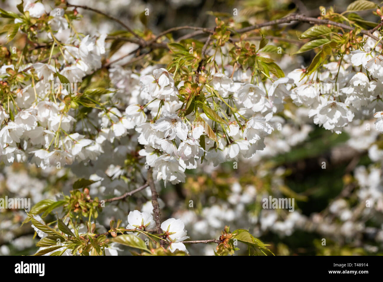 Gros plan de Prunus Shirotae un cerisier à floraison blanche fleurissant dans un jardin anglais au printemps, Angleterre, Royaume-Uni Banque D'Images