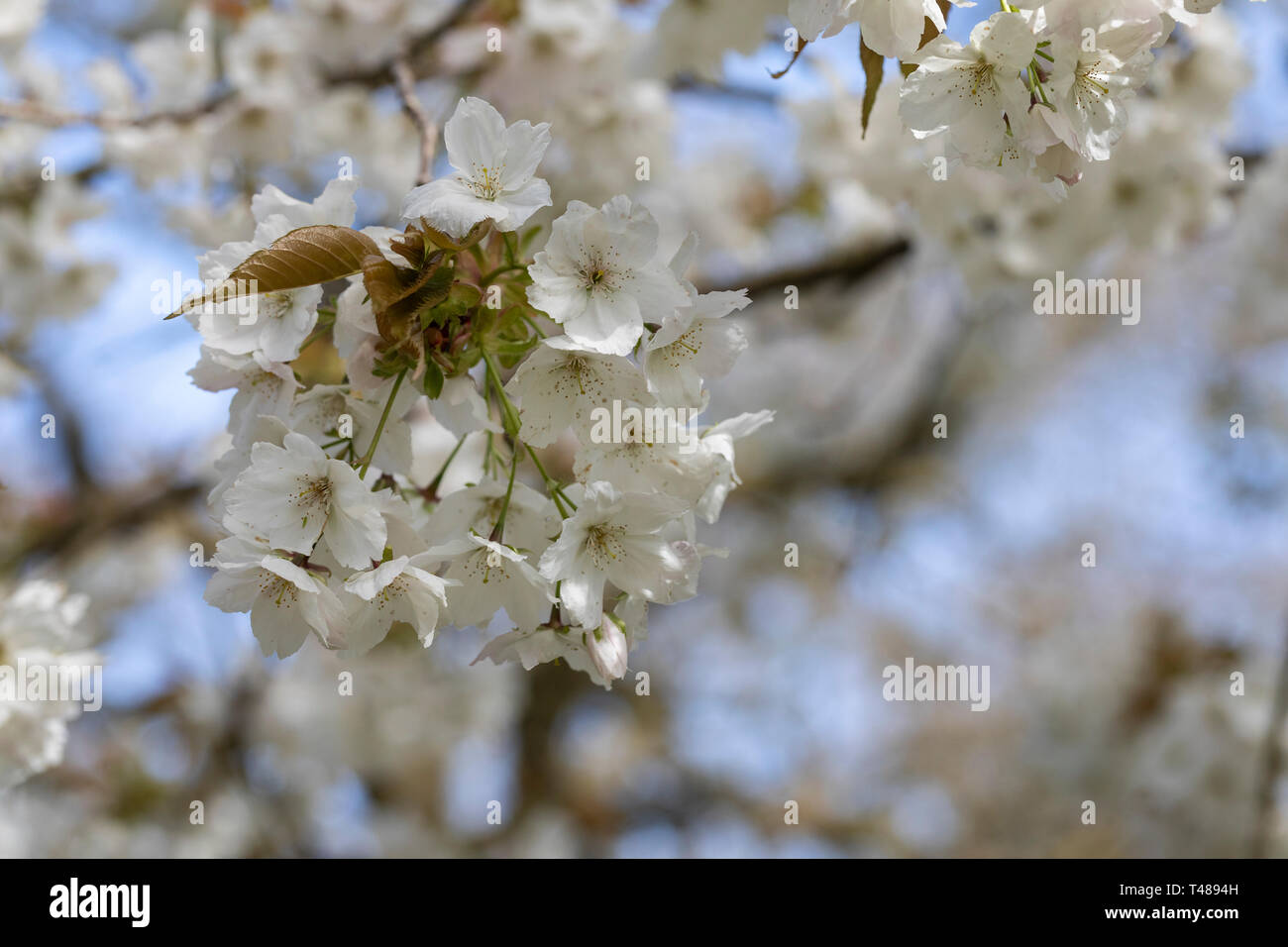 Gros plan de la fleur de cerisier Prunus Tai Haku blanche (la grande cerise blanche) fleurissant en avril, Angleterre, Royaume-Uni Banque D'Images