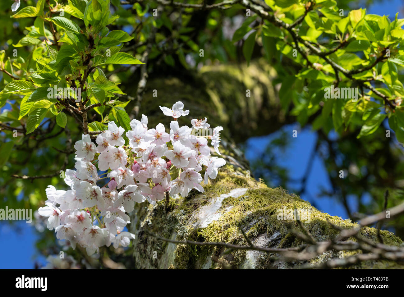 Close up of Prunus x yedoensis - arbre de cerise Yoshino blossom floraison dans le UK Banque D'Images