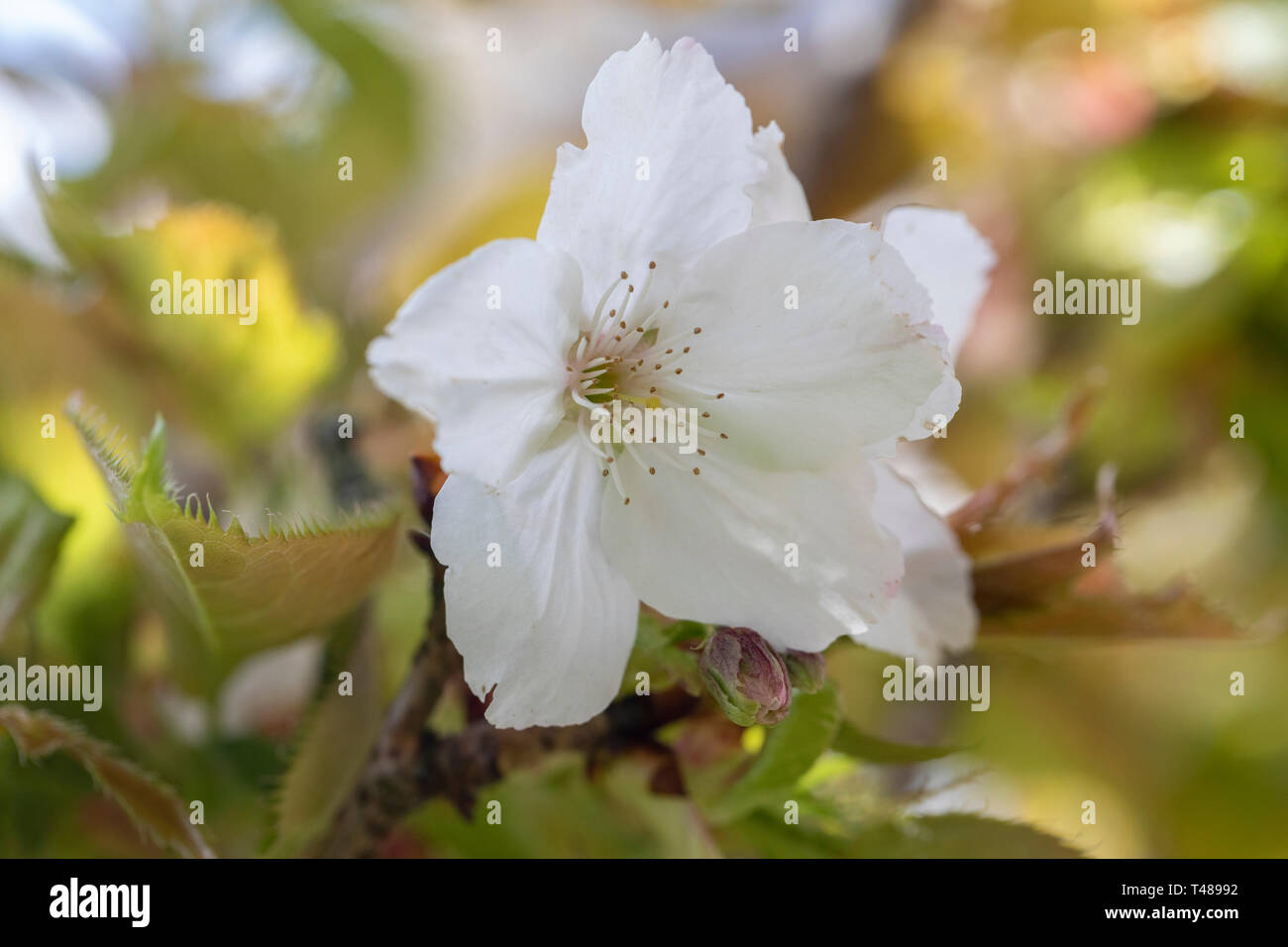 Gros plan sur la floraison blanche de la cerisier Prunus Tai Haku au printemps au Royaume-Uni Banque D'Images