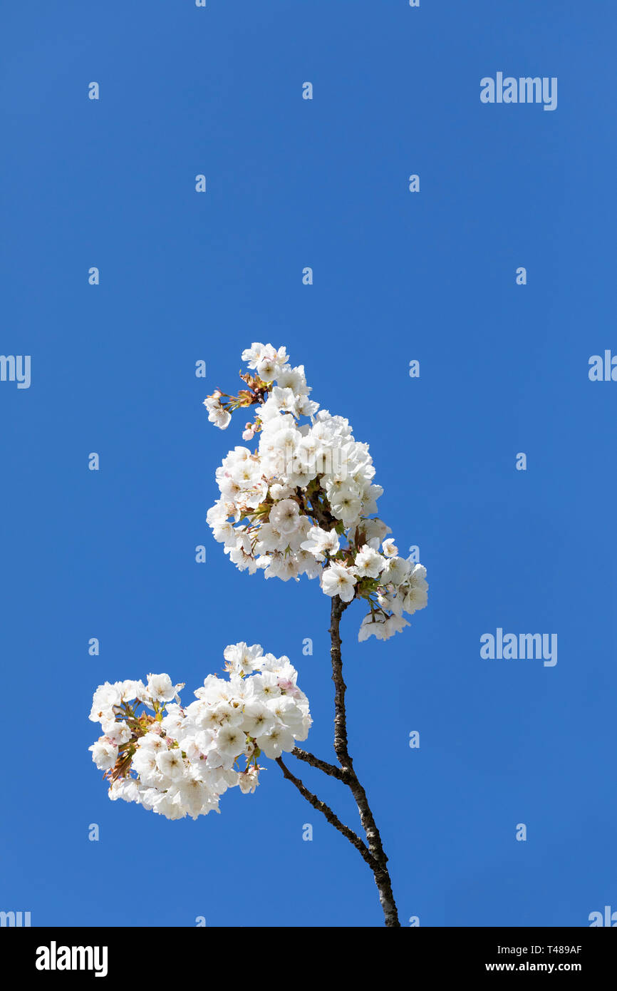 Gros plan de fleurs blanches de cerisier Prunus Tai Haku contre un ciel bleu, fleurissant au printemps, Angleterre, Royaume-Uni Banque D'Images