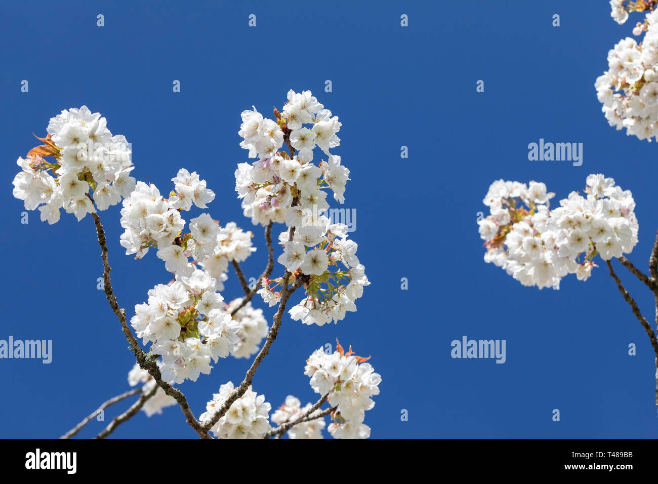 Gros plan de fleurs blanches de cerisier Prunus Tai Haku contre un ciel bleu, fleurissant au printemps, Angleterre, Royaume-Uni Banque D'Images
