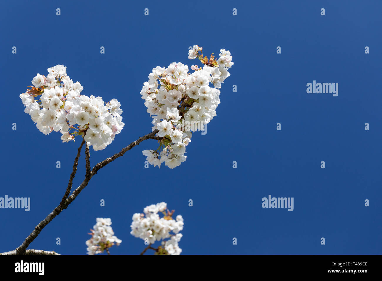 Gros plan sur la fleur de cerisier Prunus Tai Haku blanche contre un ciel bleu, Angleterre, Royaume-Uni Banque D'Images