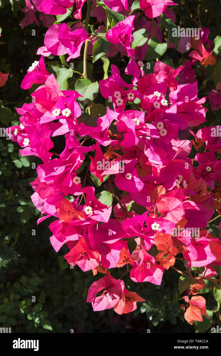 Bractées rose vif entourant les trois fleurs cireuses de bougainvillées une floraison d'été vigne d'ornement ou d'arbuste originaire d'Amérique du Sud Banque D'Images