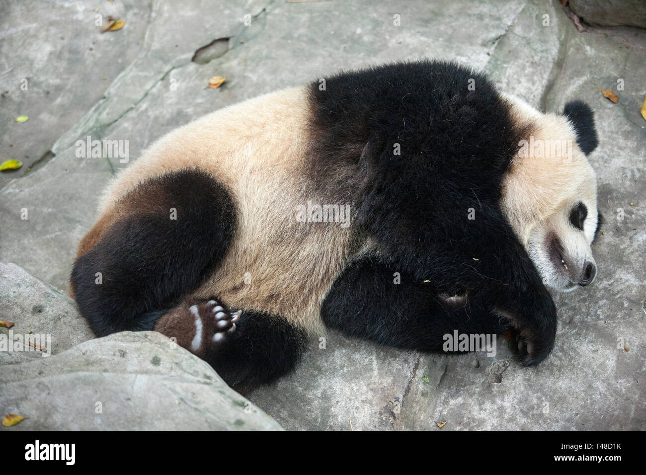 Panda à Chongqing Zoo, Chongqing, Chine Banque D'Images