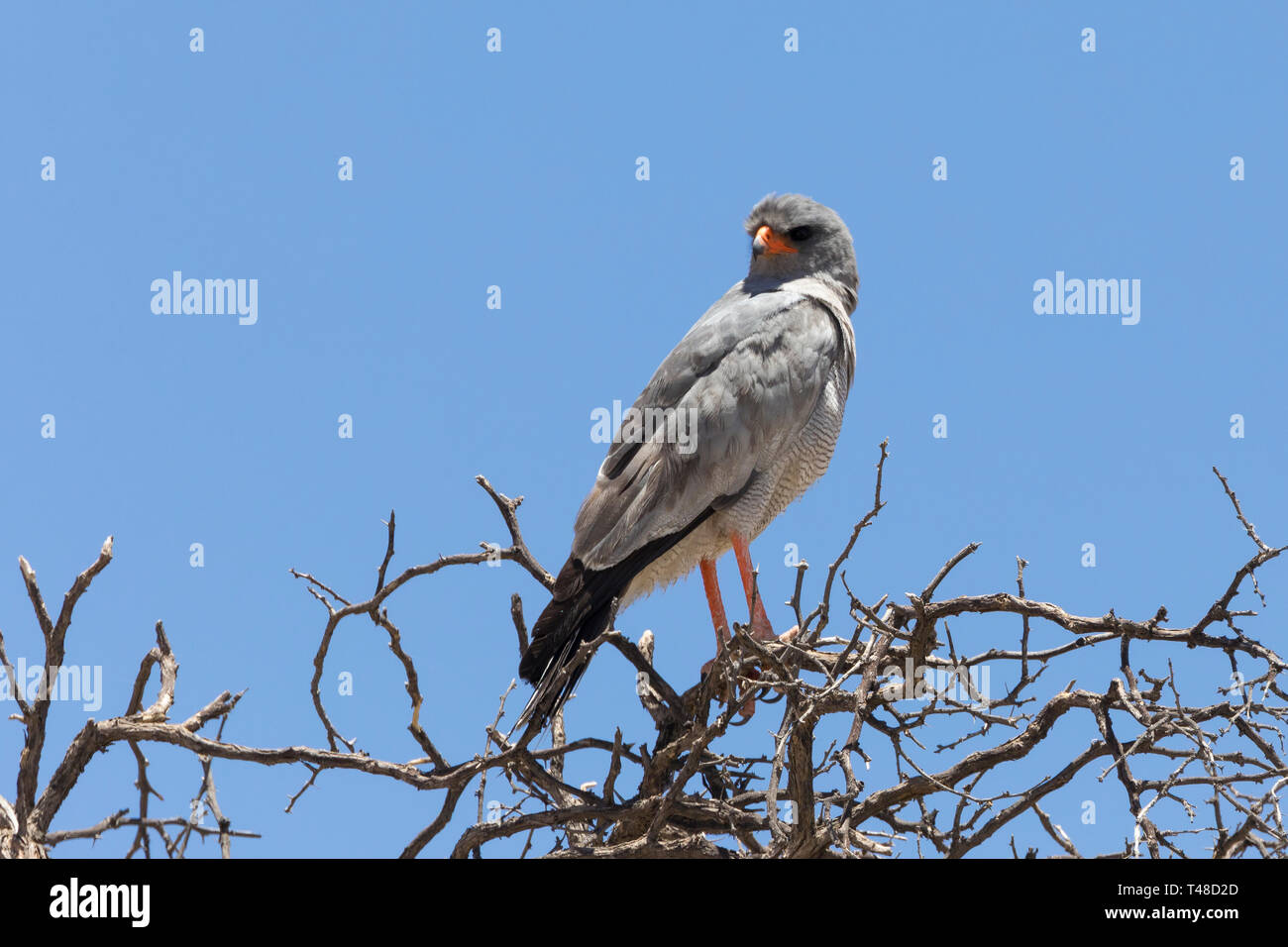 Chant pâle autour des palombes (Melierax conorus) Kgalagadi Transfrontier Park, Kalahari, Northern Cape, Afrique du Sud perché sur les branches contre le ciel bleu Banque D'Images