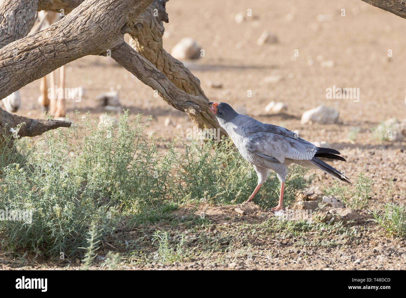 Chant pâle autour des palombes (Melierax conorus) Kgalagadi Transfrontier Park, Kalahari, Northern Cape, Afrique du Sud attaquant tree après avoir perdu un oiseau de proie Banque D'Images