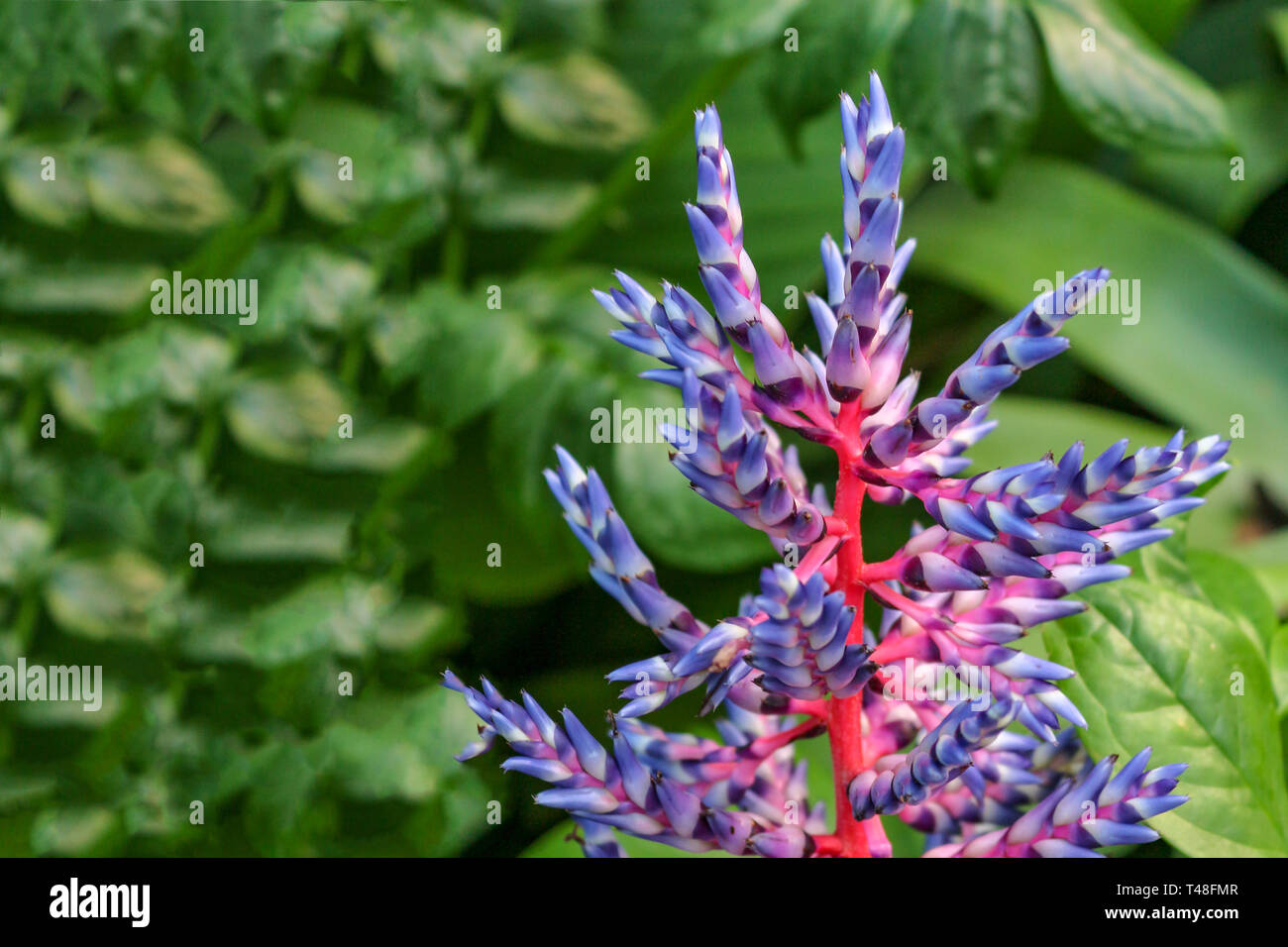 Sauvages en fleurs fleurs exotiques dans une jungle profondeur de champ Banque D'Images