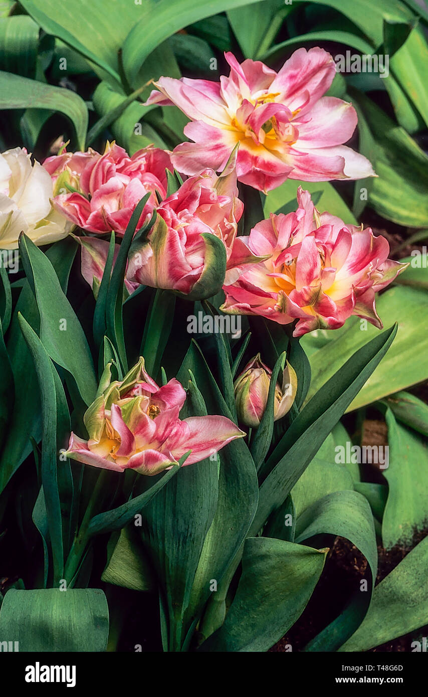 Close up d'un groupe de tulipes Willemsoord Carmine- fleurs rouge et blanc appartenant à la Double Début groupe de Division 2 tulipes Banque D'Images