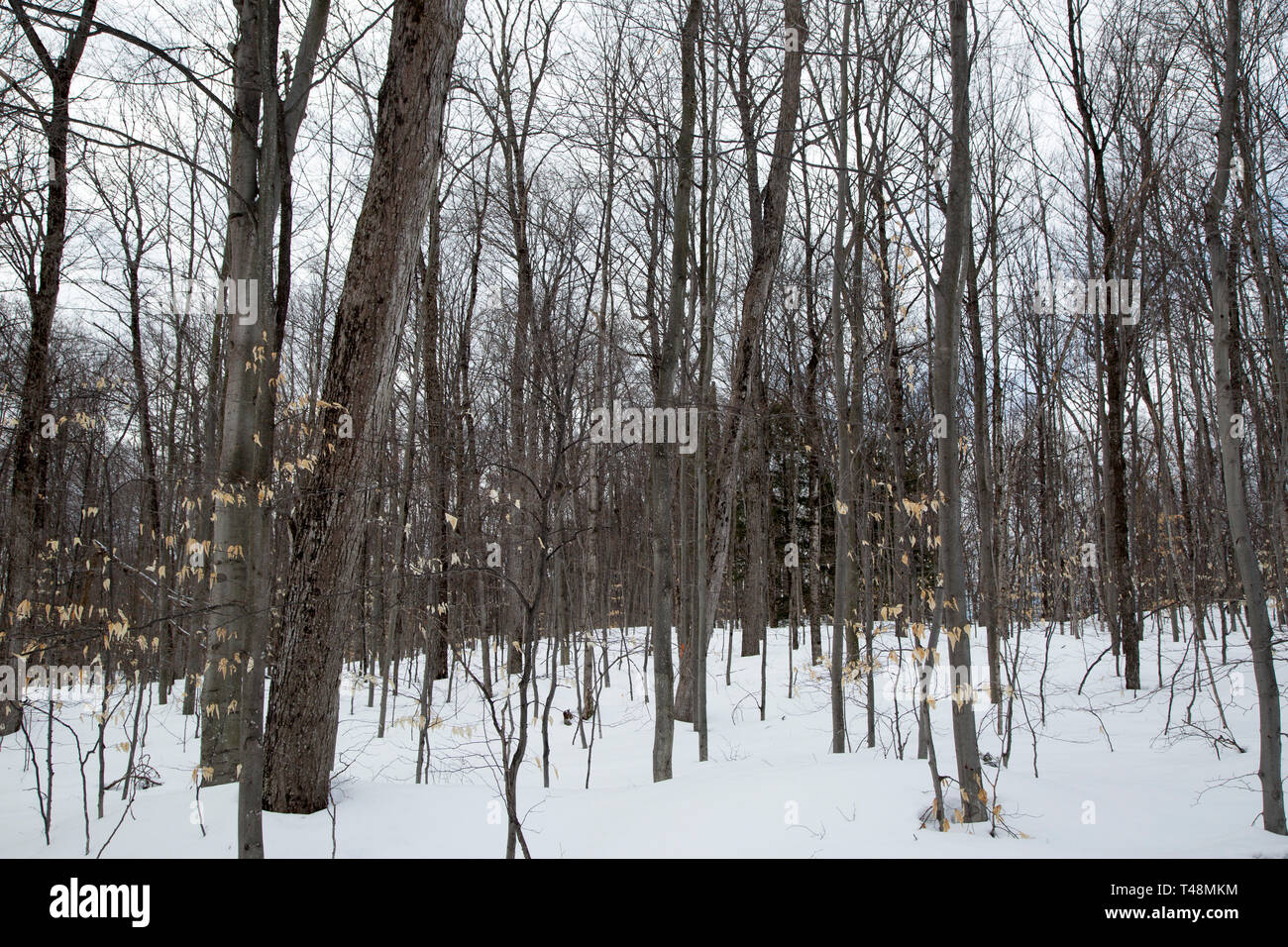 Forêt qui entoure un chemin de campagne à Seguin, comté de Muskoka, Ontario, en hiver avec de la neige au sol. Banque D'Images