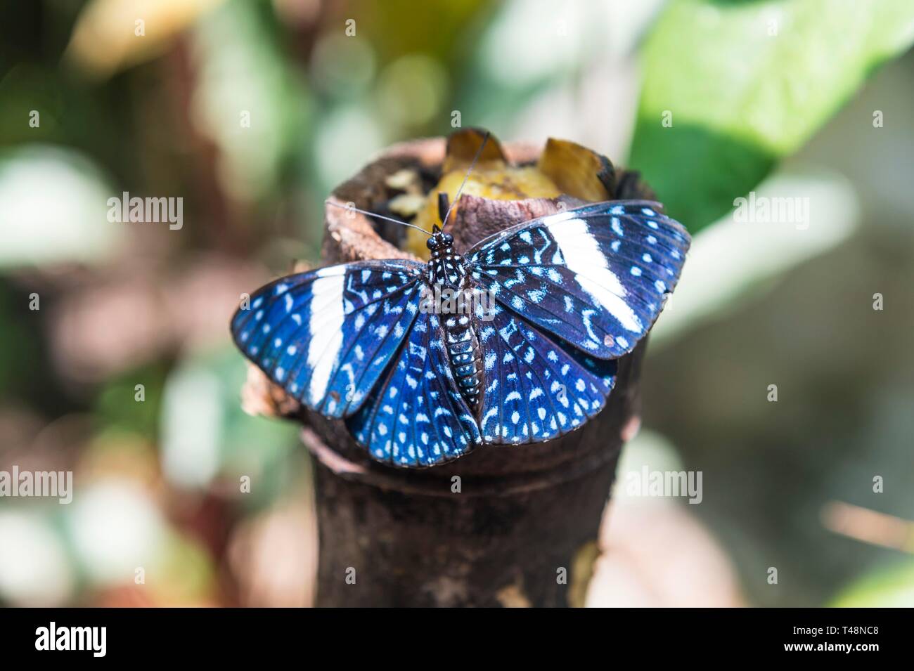 Papillon Bleu sur une exposition à Roura, en Guyane Banque D'Images