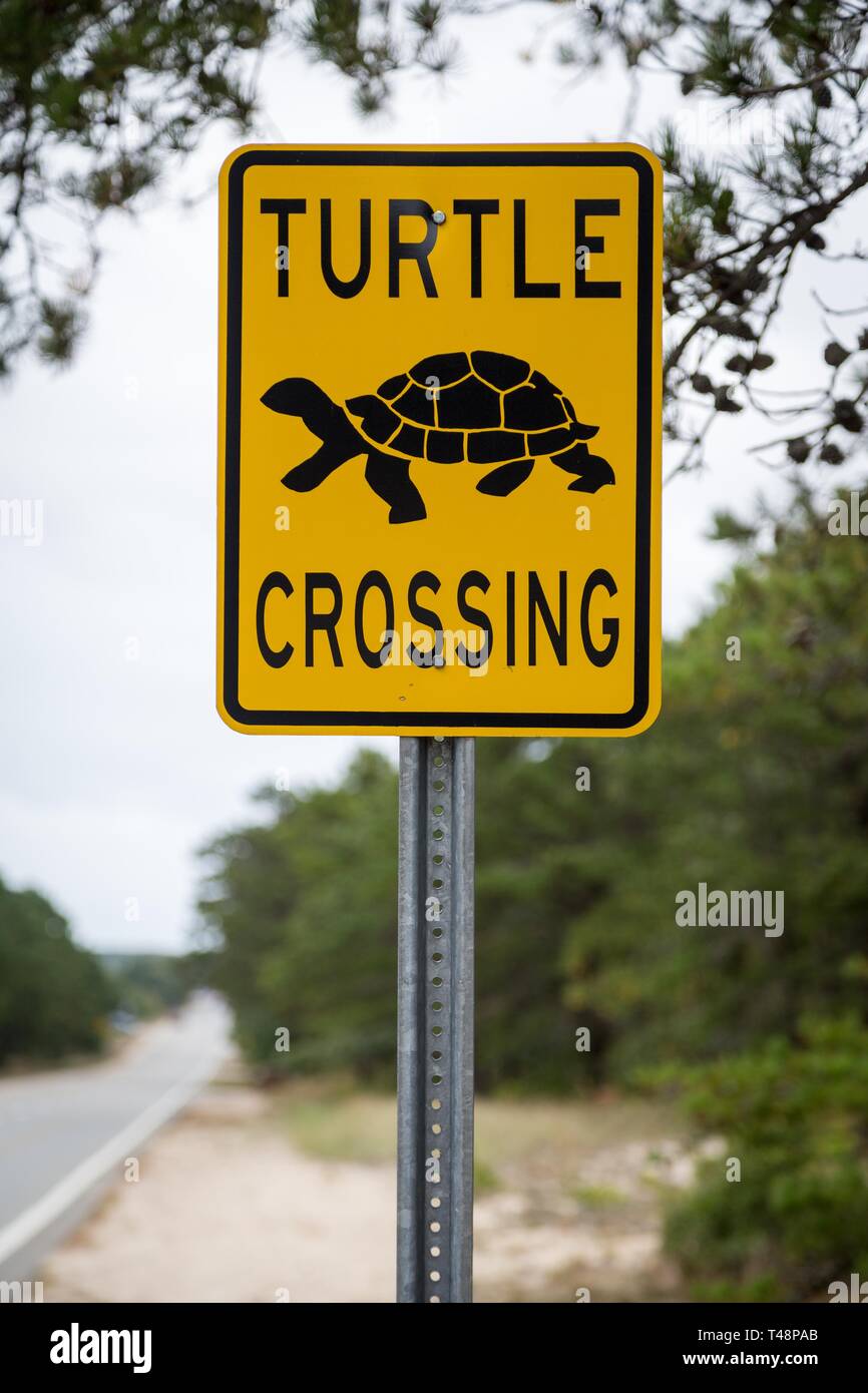 Plaque de rue, avertissement des tortues, passage de tortues, tortues crossing street, Maine, USA Banque D'Images