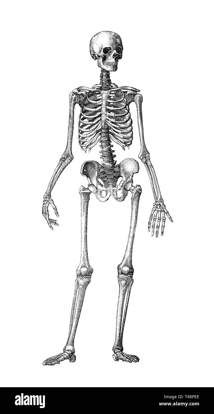 Squelette humain, vu de face, 1889, gravure sur bois, France Historique Banque D'Images