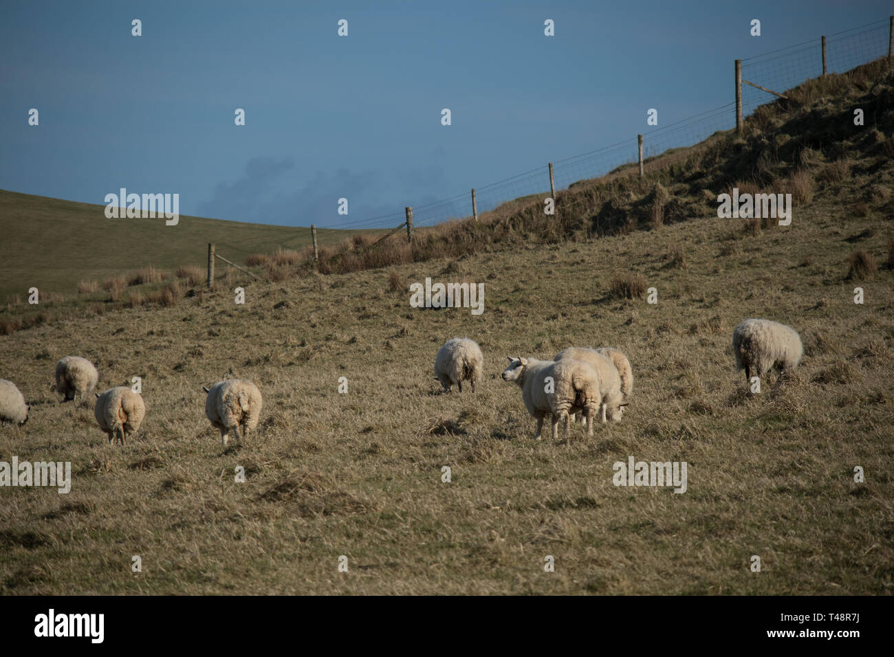 Un troupeau de moutons dans la campagne irlandaise Banque D'Images