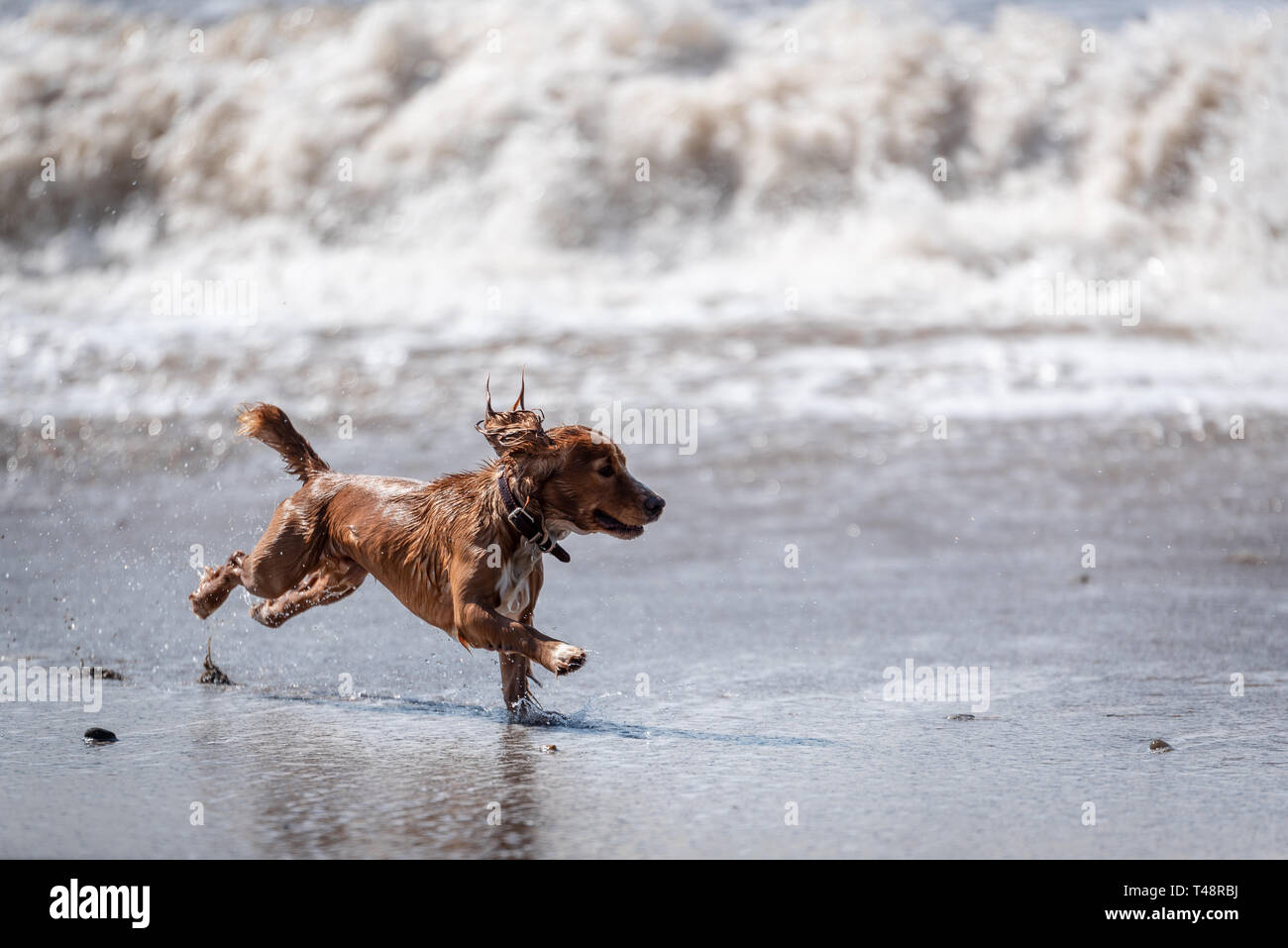 Terrier d'or chien sur Ogmore par mer Plage Banque D'Images