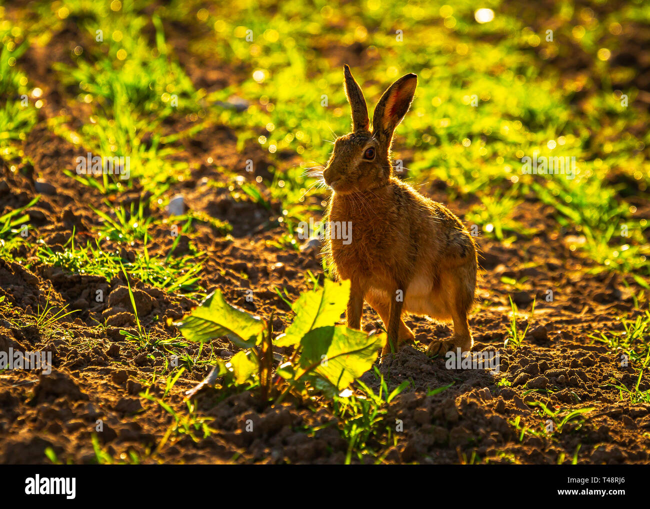 Tôt le matin le soleil ajoute lumière arrière o printemps lièvres bruns dans la campagne du Cheshire Banque D'Images
