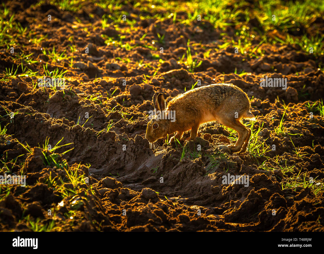 Tôt le matin le soleil ajoute lumière arrière o printemps lièvres bruns dans la campagne du Cheshire Banque D'Images
