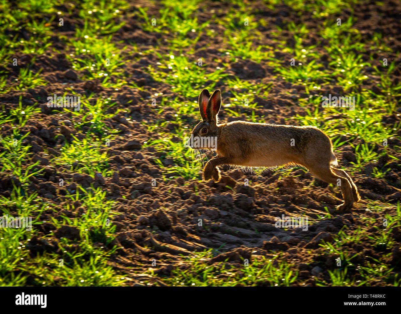 Tôt le matin le soleil ajoute lumière arrière o printemps lièvres bruns dans la campagne du Cheshire Banque D'Images