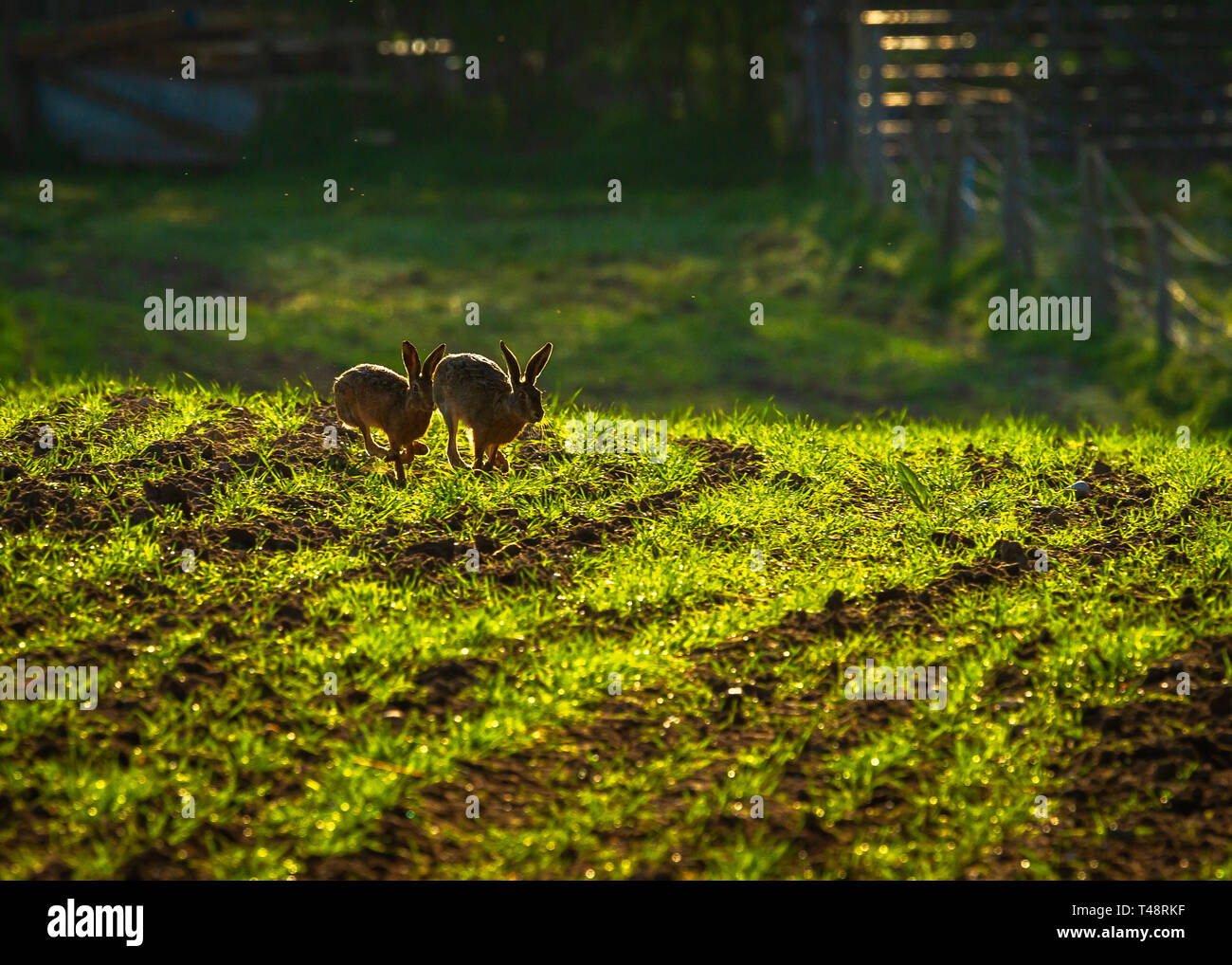 Tôt le matin le soleil ajoute lumière arrière o printemps lièvres bruns dans la campagne du Cheshire Banque D'Images