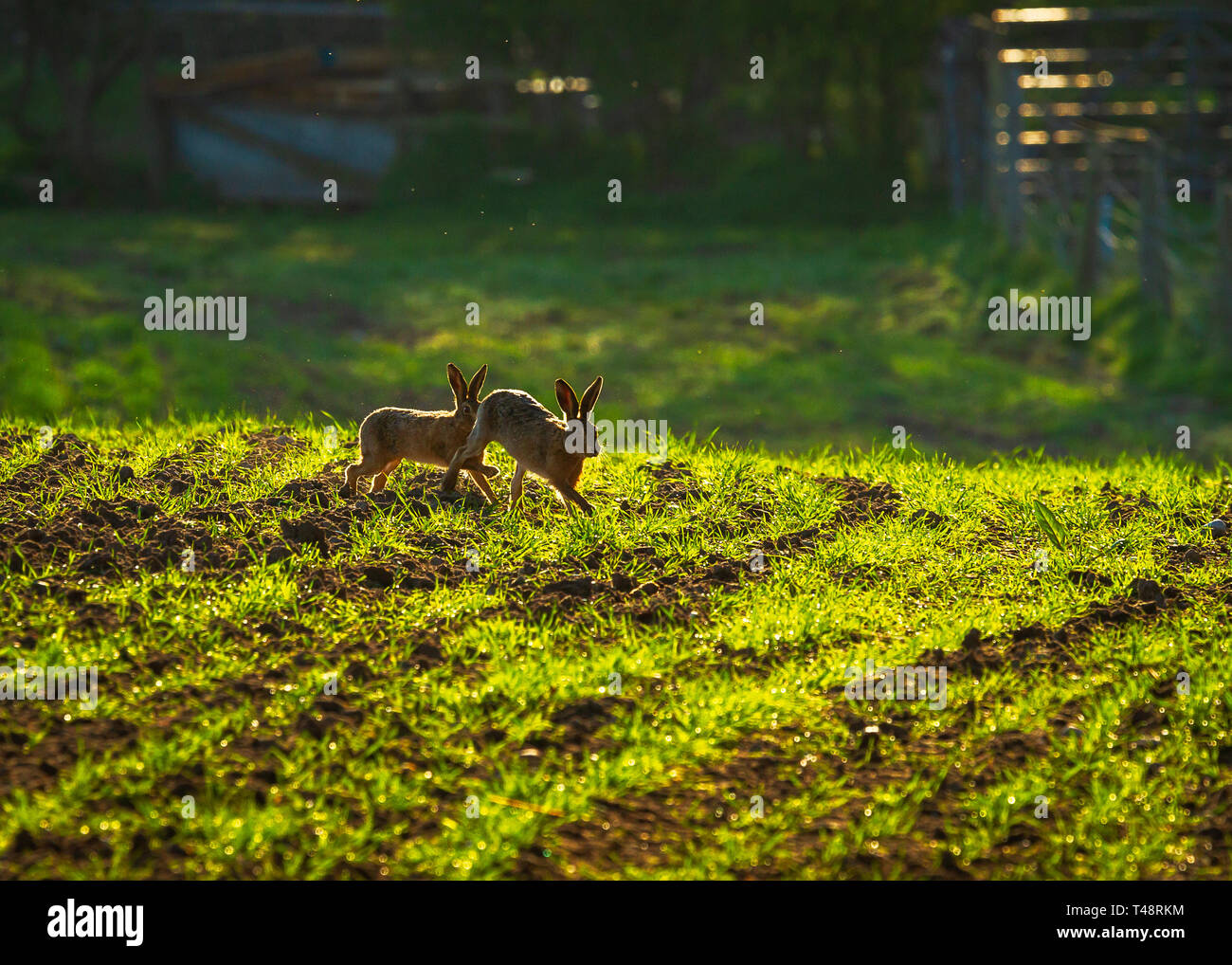 Tôt le matin le soleil ajoute lumière arrière o printemps lièvres bruns dans la campagne du Cheshire Banque D'Images