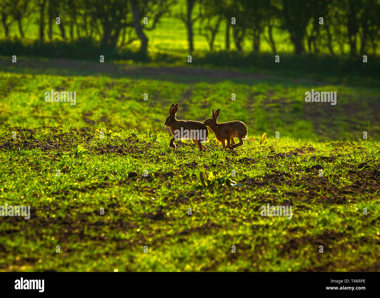 Tôt le matin le soleil ajoute lumière arrière o printemps lièvres bruns dans la campagne du Cheshire Banque D'Images