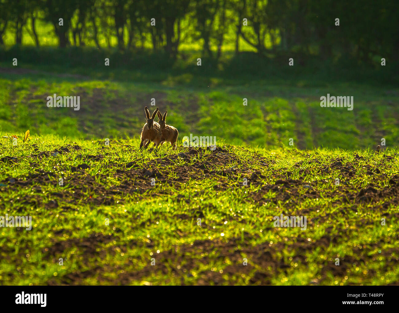 Tôt le matin le soleil ajoute lumière arrière o printemps lièvres bruns dans la campagne du Cheshire Banque D'Images
