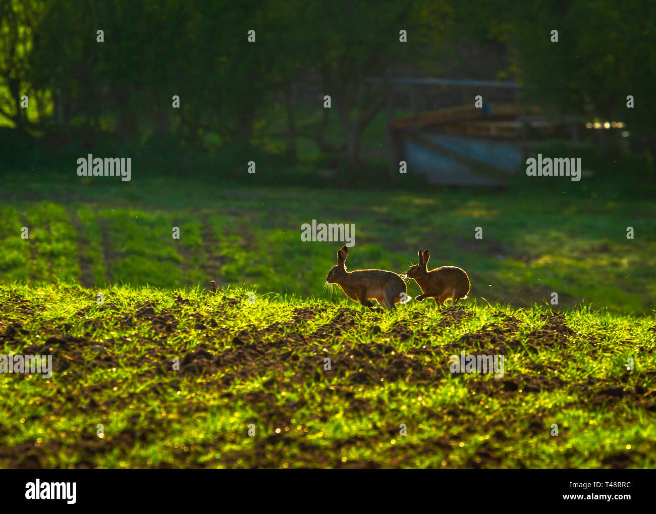 Tôt le matin le soleil ajoute lumière arrière o printemps lièvres bruns dans la campagne du Cheshire Banque D'Images