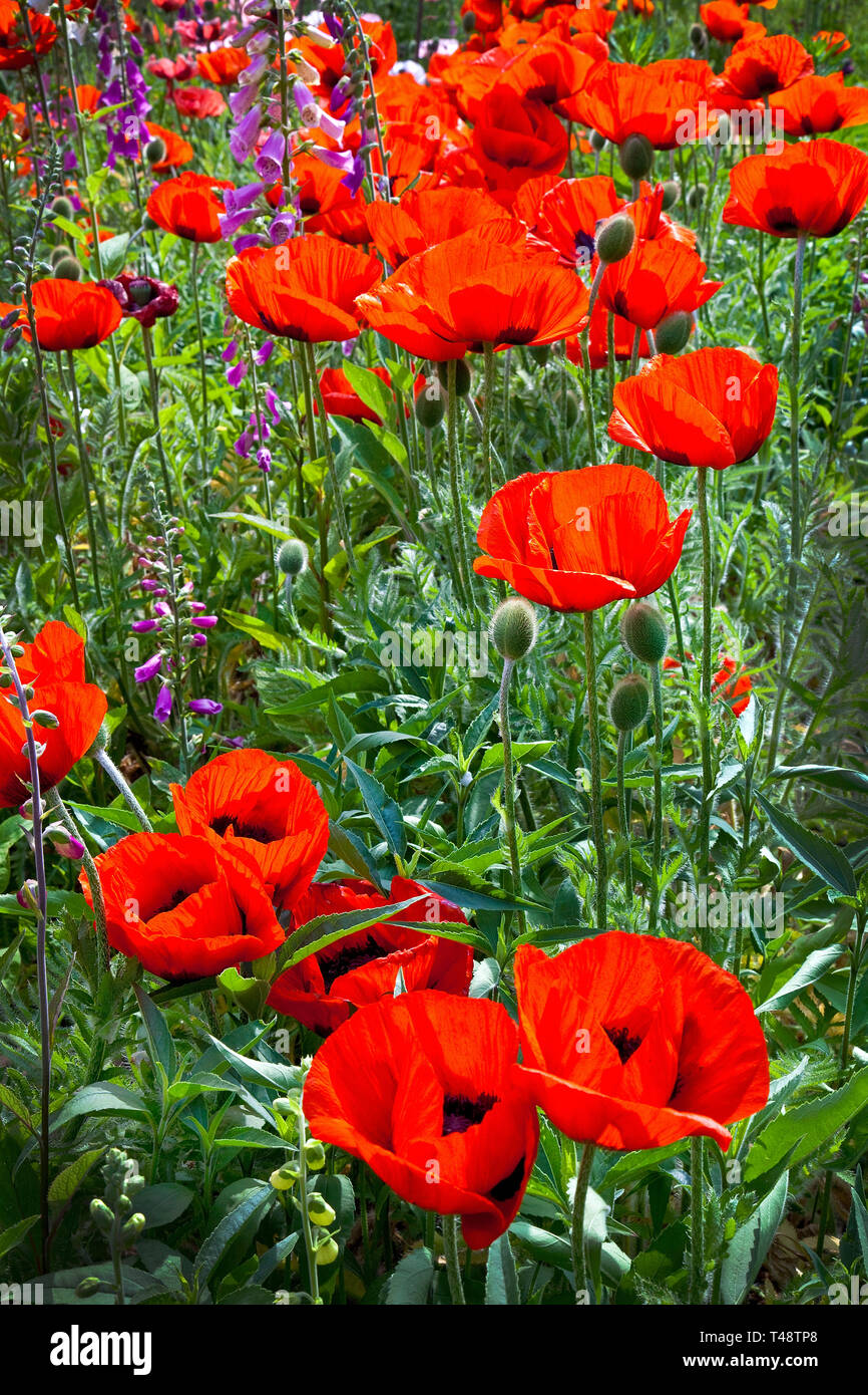 Un champ de coquelicots du souvenir rouge. Banque D'Images