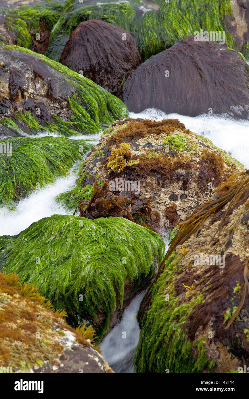 Les chutes d'eau du littoral traversent des roches moussues, où des algues vertes éclatantes se drapent sur des pierres tandis que les courants océaniques tracent un chemin doux et en cascade. Banque D'Images