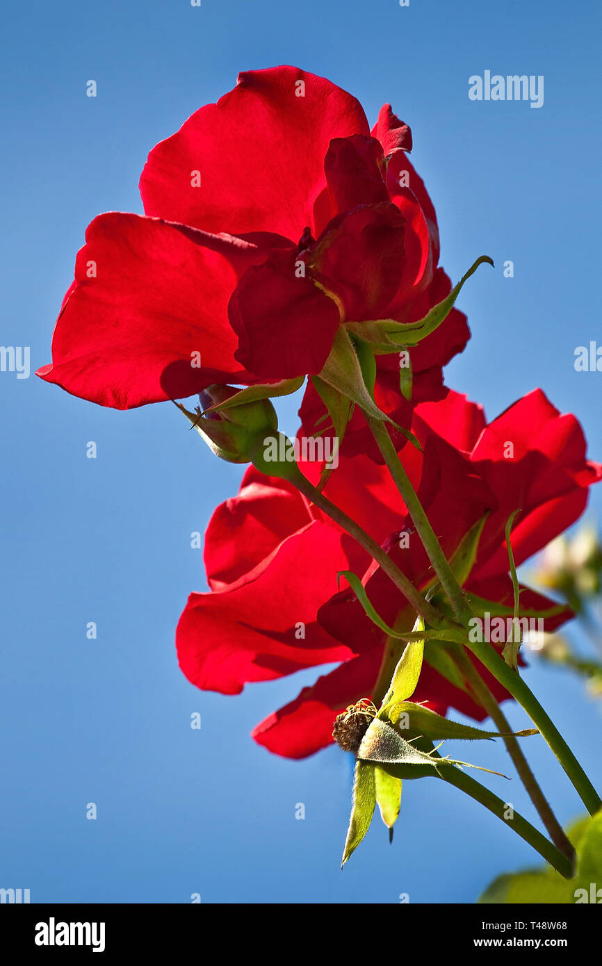 Les roses rouges brillent en contre-jour, capturées sous un angle bas tandis que les pétales flamboyent sur un ciel bleu clair et sans nuages, créant un contraste éclatant Banque D'Images