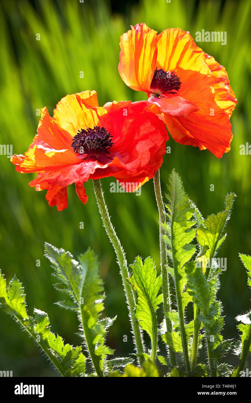 Deux coquelicots d'un rouge vif brillent par un soleil en contre-jour éclatant, leurs délicats pétales illuminés tandis que les poils fins et les feuilles vertes fraîches montrent un détai éclatant Banque D'Images