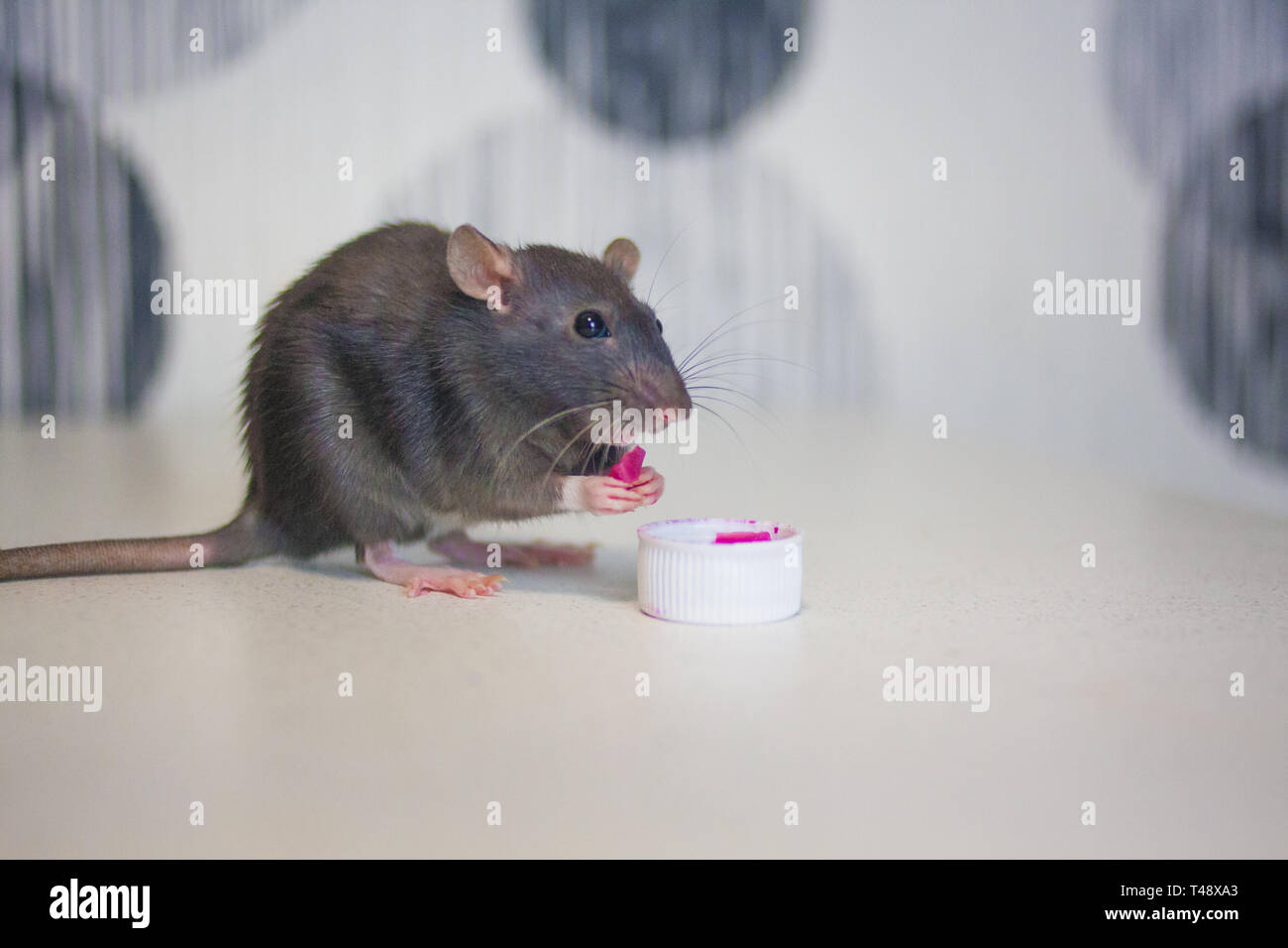 Rat gris ravageurs. concept de rat de manger une petite assiette. symbole de 2020. souris calendrier chinois. Banque D'Images