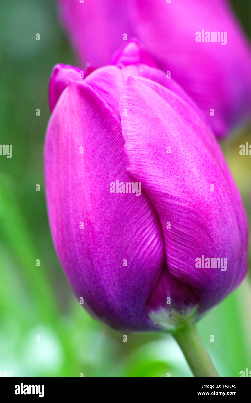 Tulipa. Close up de tulipes dans le jardin. Banque D'Images