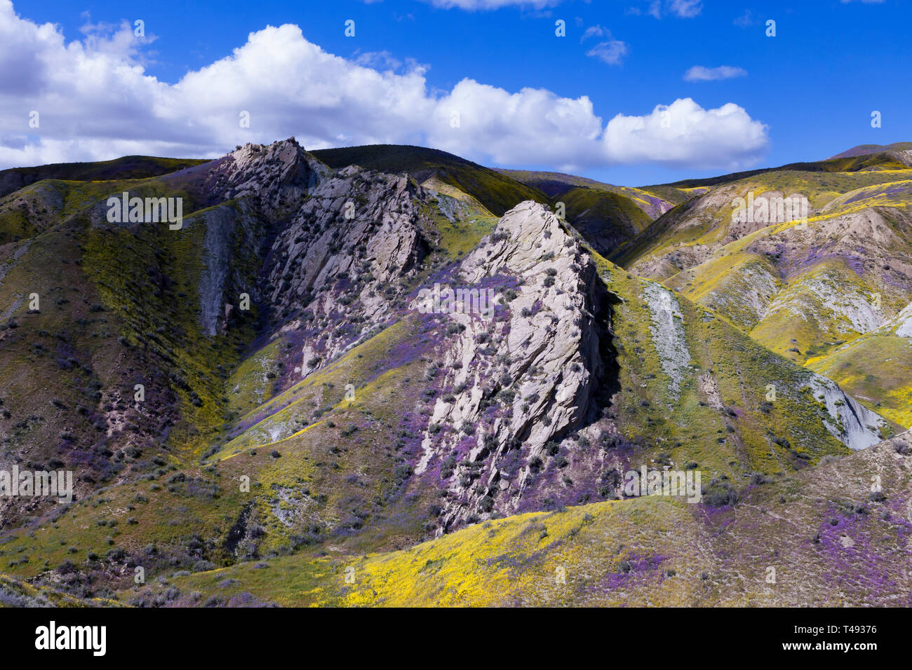 Fleurs sauvages couvrir un affleurement le long le long de la plage de temblor au Carrizo Plain National Monument. Banque D'Images